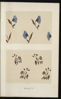 An illustration from Design in textile fabrics (1885)