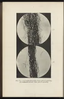 An illustration from Textiles (1919)