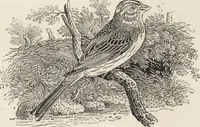 An illustration from The masters and master-pieces of engraving (1894)