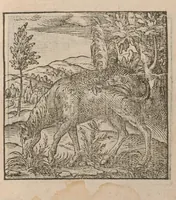 An illustration from Hadriani Iunii medici Emblemata : eiusdem ænigmatum libellus (1585)