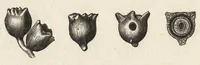 An illustration from L'industrie des matières colorantes (1902)