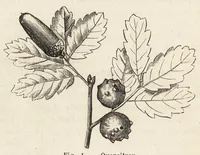 An illustration from L'industrie des matières colorantes (1902)