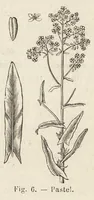 An illustration from L'industrie des matières colorantes (1902)