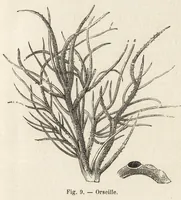 Picture 3 of 15 from L'industrie des matières colorantes (1902), leaf 64
