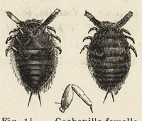 An illustration from L'industrie des matières colorantes (1902)