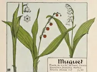 An illustration from Etude de la plante : son application aux industries d'art : pochoir, papier peint, etoffes, céramique, marqueterie, tapis, ferronnerie, reliure, dentelles, broderies, vitrail, mosaïque, bijouterie, bronze, orfévrerie (1914)
