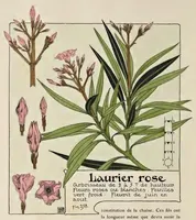 An illustration from Etude de la plante : son application aux industries d'art : pochoir, papier peint, etoffes, céramique, marqueterie, tapis, ferronnerie, reliure, dentelles, broderies, vitrail, mosaïque, bijouterie, bronze, orfévrerie (1914)