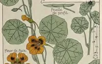 An illustration from Etude de la plante : son application aux industries d'art : pochoir, papier peint, etoffes, céramique, marqueterie, tapis, ferronnerie, reliure, dentelles, broderies, vitrail, mosaïque, bijouterie, bronze, orfévrerie (1914)