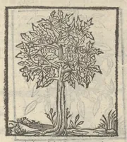 Picture 34 of 35 from Omnia Andreae Alciati v.c. emblemata : cum commentariis, quibus emblematum aperta origine mens auctoris explicatur & obscura omnia dubiáque illustrantur : adiectae ad calcem notae posteriores (1589), leaf 872