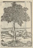 Picture 35 of 35 from Omnia Andreae Alciati v.c. emblemata : cum commentariis, quibus emblematum aperta origine mens auctoris explicatur & obscura omnia dubiáque illustrantur : adiectae ad calcem notae posteriores (1589), leaf 878
