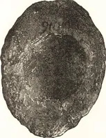 An illustration from Ilios; the city and country of the Trojans. The results of researches and discoveries on the site of Troy and throughout the Troad in the years 1871-72-73-78-79, including an autobiography of the author (1880)