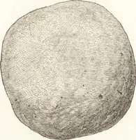 An illustration from Ilios; the city and country of the Trojans. The results of researches and discoveries on the site of Troy and throughout the Troad in the years 1871-72-73-78-79, including an autobiography of the author (1880)