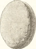An illustration from Ilios; the city and country of the Trojans. The results of researches and discoveries on the site of Troy and throughout the Troad in the years 1871-72-73-78-79, including an autobiography of the author (1880)