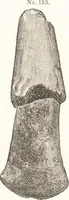 An illustration from Ilios; the city and country of the Trojans. The results of researches and discoveries on the site of Troy and throughout the Troad in the years 1871-72-73-78-79, including an autobiography of the author (1880)