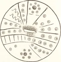 An illustration from Ilios; the city and country of the Trojans. The results of researches and discoveries on the site of Troy and throughout the Troad in the years 1871-72-73-78-79, including an autobiography of the author (1880)