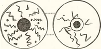 An illustration from Ilios; the city and country of the Trojans. The results of researches and discoveries on the site of Troy and throughout the Troad in the years 1871-72-73-78-79, including an autobiography of the author (1880)