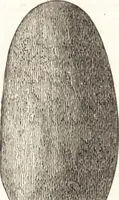 An illustration from Ilios; the city and country of the Trojans. The results of researches and discoveries on the site of Troy and throughout the Troad in the years 1871-72-73-78-79, including an autobiography of the author (1880)