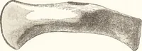 An illustration from Ilios; the city and country of the Trojans. The results of researches and discoveries on the site of Troy and throughout the Troad in the years 1871-72-73-78-79, including an autobiography of the author (1880)