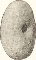An illustration from Ilios; the city and country of the Trojans. The results of researches and discoveries on the site of Troy and throughout the Troad in the years 1871-72-73-78-79, including an autobiography of the author (1880)