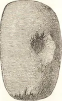 An illustration from Ilios; the city and country of the Trojans. The results of researches and discoveries on the site of Troy and throughout the Troad in the years 1871-72-73-78-79, including an autobiography of the author (1880)