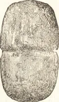An illustration from Ilios; the city and country of the Trojans. The results of researches and discoveries on the site of Troy and throughout the Troad in the years 1871-72-73-78-79, including an autobiography of the author (1880)