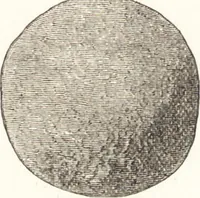 An illustration from Ilios; the city and country of the Trojans. The results of researches and discoveries on the site of Troy and throughout the Troad in the years 1871-72-73-78-79, including an autobiography of the author (1880)