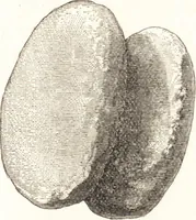 An illustration from Ilios; the city and country of the Trojans. The results of researches and discoveries on the site of Troy and throughout the Troad in the years 1871-72-73-78-79, including an autobiography of the author (1880)