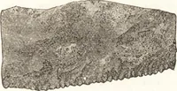 An illustration from Ilios; the city and country of the Trojans. The results of researches and discoveries on the site of Troy and throughout the Troad in the years 1871-72-73-78-79, including an autobiography of the author (1880)