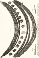 An illustration from Ilios; the city and country of the Trojans. The results of researches and discoveries on the site of Troy and throughout the Troad in the years 1871-72-73-78-79, including an autobiography of the author (1880)