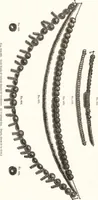 Picture 399 of 774 from Ilios; the city and country of the Trojans. The results of researches and discoveries on the site of Troy and throughout the Troad in the years 1871-72-73-78-79, including an autobiography of the author (1880), leaf 516