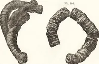 An illustration from Ilios; the city and country of the Trojans. The results of researches and discoveries on the site of Troy and throughout the Troad in the years 1871-72-73-78-79, including an autobiography of the author (1880)