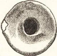 Picture 527 of 774 from Ilios; the city and country of the Trojans. The results of researches and discoveries on the site of Troy and throughout the Troad in the years 1871-72-73-78-79, including an autobiography of the author (1880), leaf 577