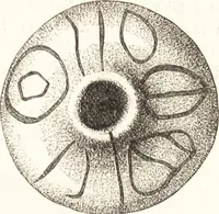An illustration from Ilios; the city and country of the Trojans. The results of researches and discoveries on the site of Troy and throughout the Troad in the years 1871-72-73-78-79, including an autobiography of the author (1880)