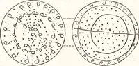 An illustration from Ilios; the city and country of the Trojans. The results of researches and discoveries on the site of Troy and throughout the Troad in the years 1871-72-73-78-79, including an autobiography of the author (1880)