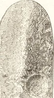An illustration from Ilios; the city and country of the Trojans. The results of researches and discoveries on the site of Troy and throughout the Troad in the years 1871-72-73-78-79, including an autobiography of the author (1880)