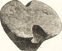 An illustration from Ilios; the city and country of the Trojans. The results of researches and discoveries on the site of Troy and throughout the Troad in the years 1871-72-73-78-79, including an autobiography of the author (1880)