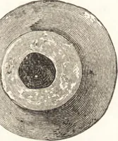 An illustration from Ilios; the city and country of the Trojans. The results of researches and discoveries on the site of Troy and throughout the Troad in the years 1871-72-73-78-79, including an autobiography of the author (1880)