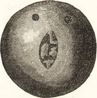 An illustration from Ilios; the city and country of the Trojans. The results of researches and discoveries on the site of Troy and throughout the Troad in the years 1871-72-73-78-79, including an autobiography of the author (1880)