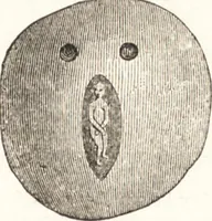 An illustration from Ilios; the city and country of the Trojans. The results of researches and discoveries on the site of Troy and throughout the Troad in the years 1871-72-73-78-79, including an autobiography of the author (1880)