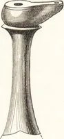 An illustration from Ilios; the city and country of the Trojans. The results of researches and discoveries on the site of Troy and throughout the Troad in the years 1871-72-73-78-79, including an autobiography of the author (1880)