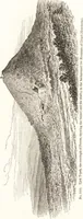 An illustration from Ilios; the city and country of the Trojans. The results of researches and discoveries on the site of Troy and throughout the Troad in the years 1871-72-73-78-79, including an autobiography of the author (1880)
