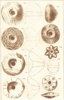 An illustration from Ilios; the city and country of the Trojans. The results of researches and discoveries on the site of Troy and throughout the Troad in the years 1871-72-73-78-79, including an autobiography of the author (1880)