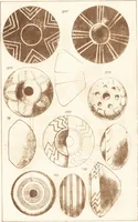 An illustration from Ilios; the city and country of the Trojans. The results of researches and discoveries on the site of Troy and throughout the Troad in the years 1871-72-73-78-79, including an autobiography of the author (1880)
