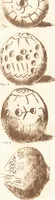 An illustration from Ilios; the city and country of the Trojans. The results of researches and discoveries on the site of Troy and throughout the Troad in the years 1871-72-73-78-79, including an autobiography of the author (1880)