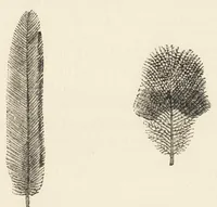 An illustration from Colour in nature; a study in biology (1898)