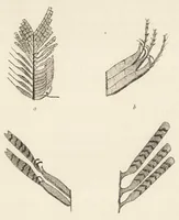 An illustration from Colour in nature; a study in biology (1898)