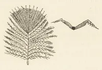 An illustration from Colour in nature; a study in biology (1898)
