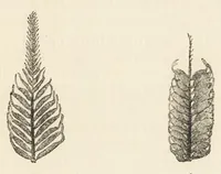 An illustration from Colour in nature; a study in biology (1898)