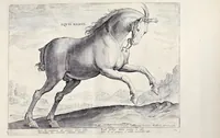 Picture 3 of 25 from Eqvile, sev, Specvlvm eqvorvm : in quo omnis generis generosissimorum equorum ex varijs orbis partibus insignis delectus (1600), leaf 12