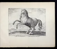 Picture 4 of 25 from Eqvile, sev, Specvlvm eqvorvm : in quo omnis generis generosissimorum equorum ex varijs orbis partibus insignis delectus (1600), leaf 14